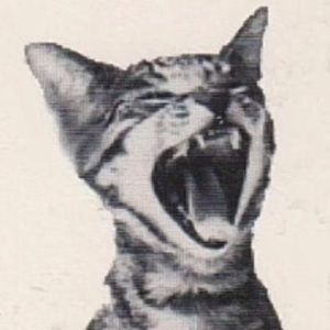 Meet your Posher, Briella